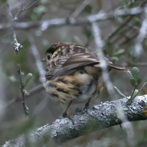 Pyrrholaemus sagittatus at Downer, ACT - 24 Aug 2021