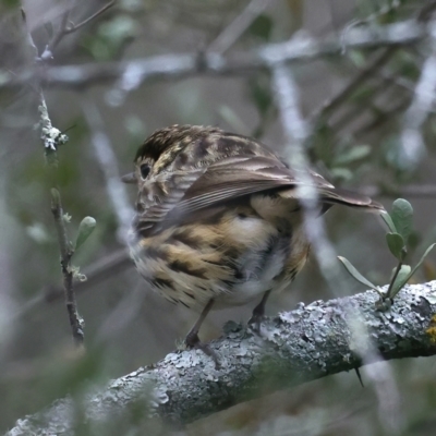 Pyrrholaemus sagittatus (Speckled Warbler) at Downer, ACT - 24 Aug 2021 by jb2602