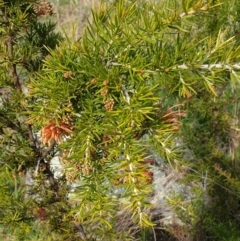 Grevillea juniperina (Grevillea) at Cook, ACT - 18 Aug 2021 by drakes