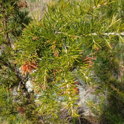 Grevillea juniperina (Grevillea) at Cook, ACT - 19 Aug 2021 by drakes