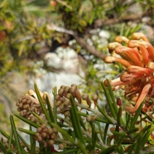 Grevillea juniperina at Cook, ACT - 19 Aug 2021