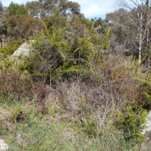 Grevillea juniperina at Cook, ACT - 19 Aug 2021