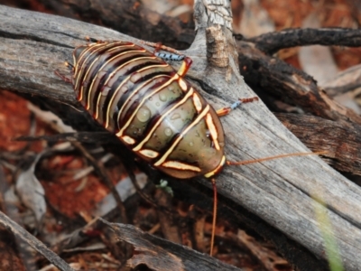 Polyzosteria mitchelli (Mitchell's diurnal cockroach, Mardi Gras cockroach) at Mount Hope, NSW - 13 Sep 2012 by Harrisi