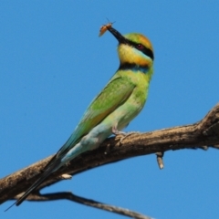 Merops ornatus (Rainbow Bee-eater) at Grenfell, NSW - 29 Dec 2012 by Harrisi