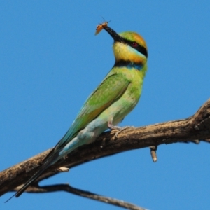 Merops ornatus (Rainbow Bee-eater) at Grenfell, NSW by Harrisi