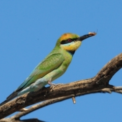 Merops ornatus at Grenfell, NSW - 29 Dec 2012