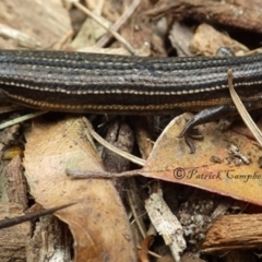 Pseudemoia pagenstecheri (Grassland Tussock-skink) at Wentworth Falls, NSW - 12 Dec 2018 by PatrickCampbell