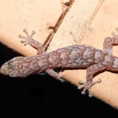 Christinus marmoratus (Southern Marbled Gecko) at Evatt, ACT - 23 Aug 2021 by TimL