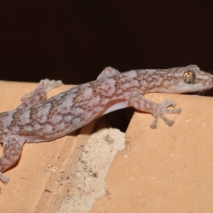 Christinus marmoratus at Evatt, ACT - 23 Aug 2021 04:52 PM