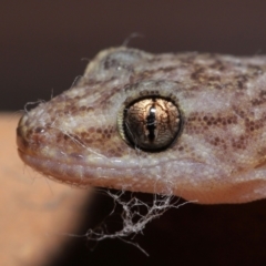 Christinus marmoratus at Evatt, ACT - 23 Aug 2021 04:52 PM