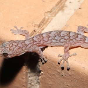 Christinus marmoratus at Evatt, ACT - 23 Aug 2021 04:52 PM