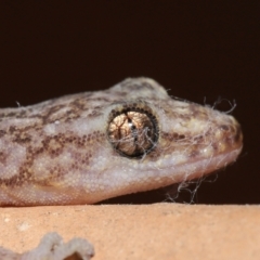 Christinus marmoratus (Southern Marbled Gecko) at Evatt, ACT - 23 Aug 2021 by TimL