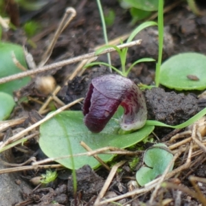 Corysanthes incurva at suppressed - suppressed