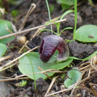 Corysanthes incurva (Slaty Helmet Orchid) at Wodonga - 24 Aug 2021 by LizetteSalmon