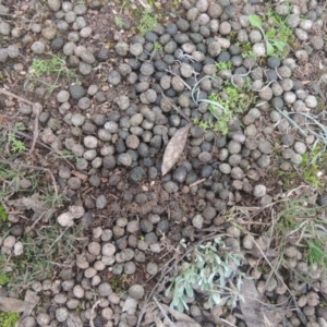 Oryctolagus cuniculus at Bungendore, NSW - 10 Jul 2021