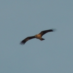 Haliastur sphenurus (Whistling Kite) at Point Hut to Tharwa - 18 Jan 2015 by michaelb