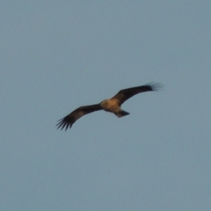 Haliastur sphenurus at Paddys River, ACT - 18 Jan 2015 08:15 PM