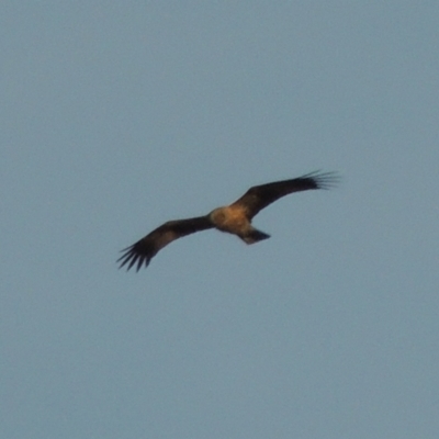 Haliastur sphenurus (Whistling Kite) at Paddys River, ACT - 18 Jan 2015 by michaelb