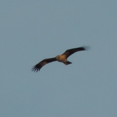 Haliastur sphenurus (Whistling Kite) at Paddys River, ACT - 18 Jan 2015 by MichaelBedingfield