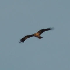 Haliastur sphenurus (Whistling Kite) at Paddys River, ACT - 18 Jan 2015 by michaelb