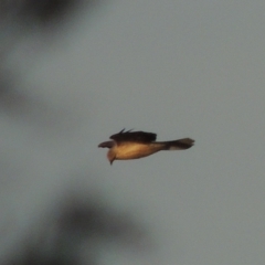 Haliastur sphenurus at Paddys River, ACT - 18 Jan 2015