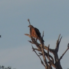 Haliastur sphenurus at Paddys River, ACT - 18 Jan 2015 08:15 PM