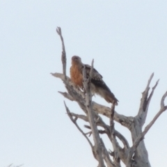 Haliastur sphenurus at Paddys River, ACT - 18 Jan 2015 08:15 PM