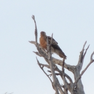 Haliastur sphenurus at Paddys River, ACT - 18 Jan 2015 08:15 PM