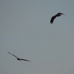 Haliastur sphenurus at Paddys River, ACT - 18 Jan 2015 08:15 PM