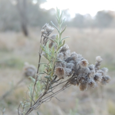 Chrysocephalum semipapposum (Clustered Everlasting) at Bungendore, NSW - 10 Jul 2021 by michaelb