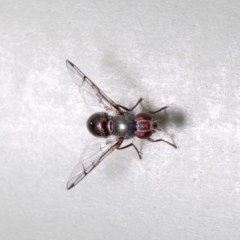 Rivellia sp. (genus) (Signal fly) at Macgregor, ACT - 24 Aug 2021 by Roger