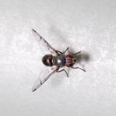 Rivellia sp. (genus) (Signal fly) at Macgregor, ACT - 25 Aug 2021 by Roger