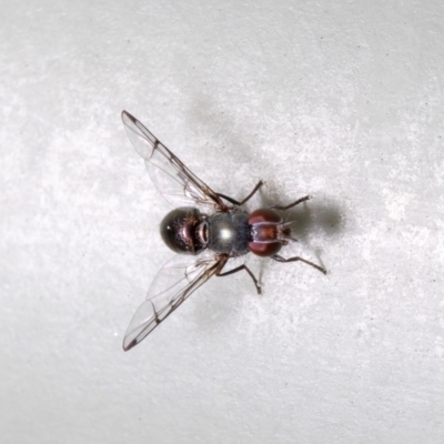 Rivellia sp. (genus) (Signal fly) at Macgregor, ACT - 25 Aug 2021 by Roger