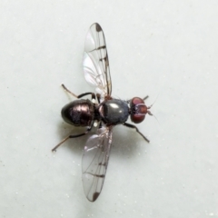 Rivellia sp. (genus) at Macgregor, ACT - suppressed