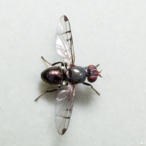 Rivellia sp. (genus) at Macgregor, ACT - 25 Aug 2021