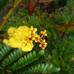 Acacia terminalis at Corang, NSW - 25 Aug 2021