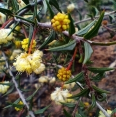Acacia gunnii (Ploughshare Wattle) at Corang, NSW - 25 Aug 2021 by LeonieWood