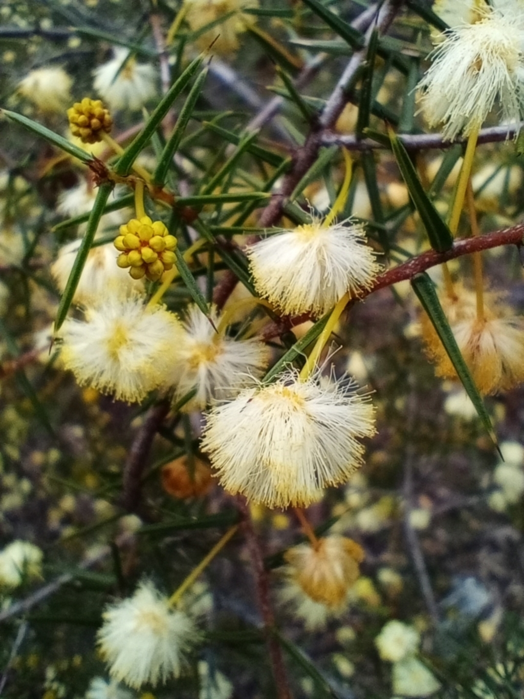 Acacia ulicifolia at Corang, NSW - 25 Aug 2021
