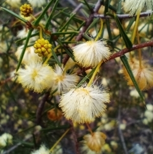 Acacia ulicifolia at Corang, NSW - 25 Aug 2021