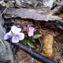 Viola sp. (Violet) at Corang, NSW - 25 Aug 2021 by LeonieWood