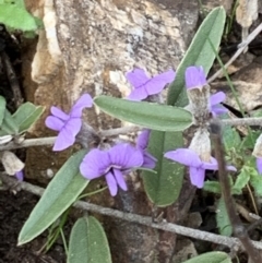 Hovea heterophylla at Aranda, ACT - 25 Aug 2021