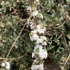 Styphelia attenuata (Small-leaved Beard Heath) at Aranda, ACT - 22 Aug 2021 by Wendyp5