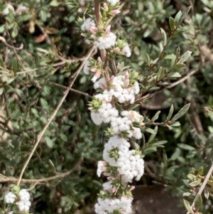 Leucopogon attenuatus at Aranda, ACT - 22 Aug 2021