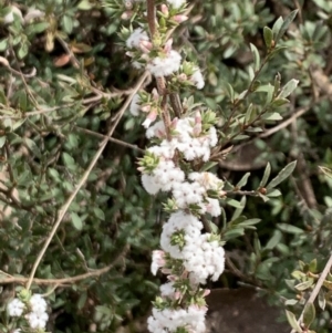 Styphelia attenuata at Aranda, ACT - 22 Aug 2021