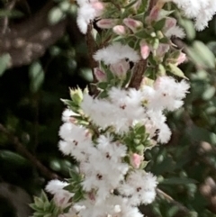 Styphelia attenuata at Aranda, ACT - 22 Aug 2021