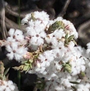 Styphelia attenuata at Aranda, ACT - 22 Aug 2021