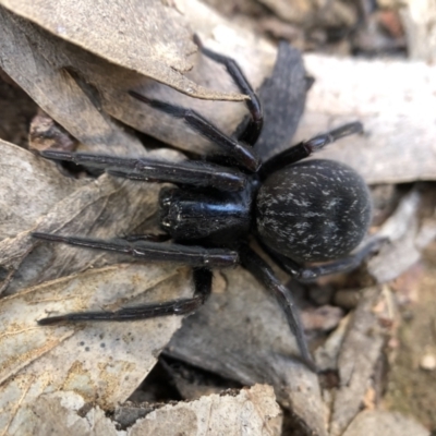 Badumna sp. (genus) (Lattice-web spider) at Downer, ACT - 22 Aug 2021 by JasonC