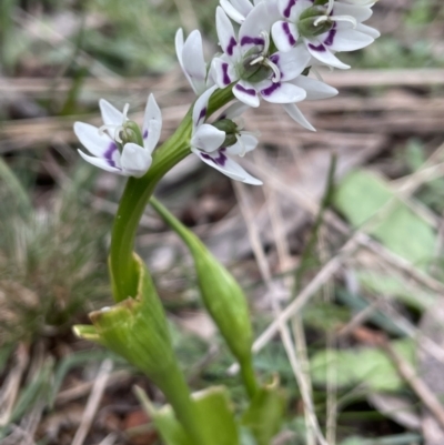 Wurmbea dioica subsp. dioica (Early Nancy) at Mount Majura - 24 Aug 2021 by JaneR