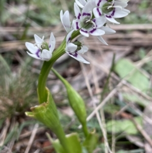 Wurmbea dioica subsp. dioica at Downer, ACT - 24 Aug 2021