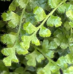 Asplenium subglandulosum (Blanket Fern) at Majura, ACT - 22 Aug 2021 by JaneR